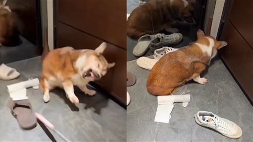 知名手搖老闆爆虐狗！網灌1星 議員出手了