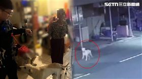 阿嬤,警方,靈性,地址,愛犬,迷路,旗津,高雄,