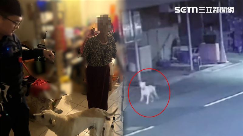 阿嬤無法回答確切地址透腦筋；此時，警方眼尖看見一隻米克斯犬「小白」不斷在旁徘徊，有靈性般示意主動引路，成功帶阿嬤回家。（圖／翻攝畫面）