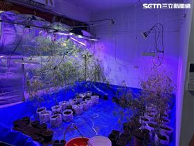 大麻,種大麻(圖/翻攝畫面)
