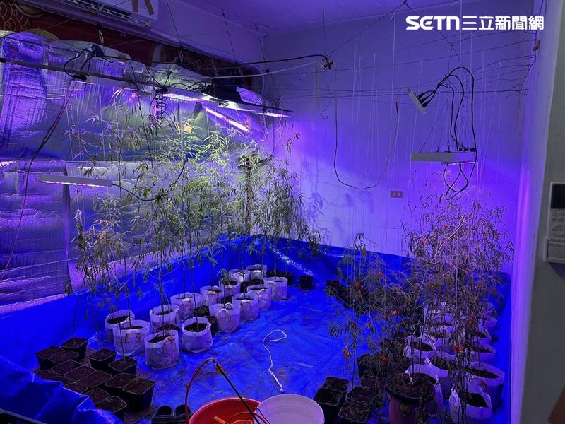 被龐大債務壓得喘不過，男子竟企圖透過種大麻等非法途徑「翻身還債」。(圖/翻攝畫面)