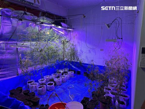 異想天開！欠債想翻身竟跑去種大麻被逮