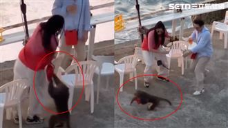 獼猴搶網美包…香港人崩潰：護照在裡面！