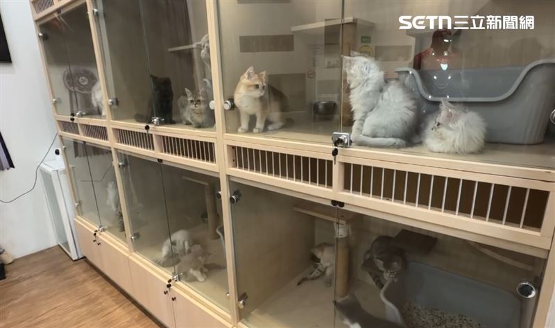 老闆強調，自己販賣的貓咪都健康無虞，也領有合法寵物業者登記，會依合約解決紛爭。（圖／翻攝畫面）