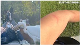 高雄,鵜鶘,遊客,麥克風,告示牌（圖／翻攝自Threads @hair.eason）