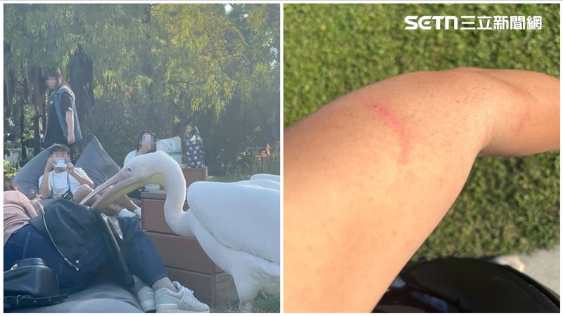 農場鵜鶘不只「出嘴趕人」直擊牠吞麥克風