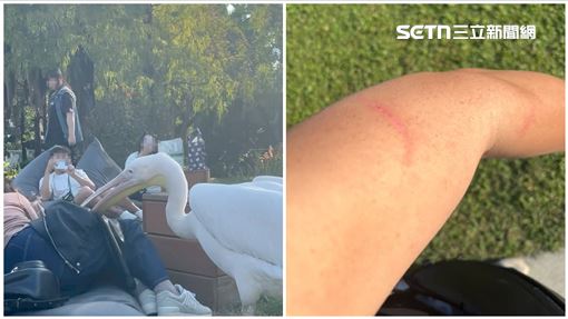 農場鵜鶘不只「出嘴趕人」直擊牠吞麥克風