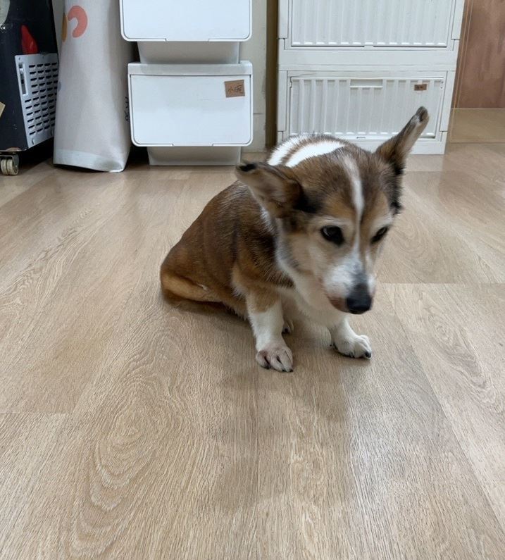 受虐柯基犬已被暫時安置於寵物旅館。（圖／台北市動保處提供）