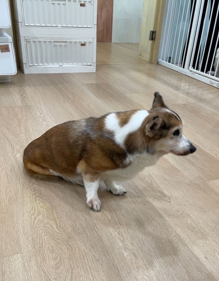 受虐柯基犬已被暫時安置於寵物旅館。（圖／台北市動保處提供）