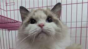 布偶貓,認養,新竹縣,資格（圖／新竹縣政府提供）