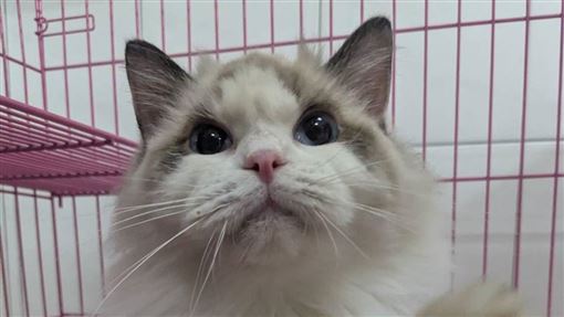 22隻布偶貓開放認養　資格、時間曝光