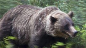 日本又傳登山客疑遭熊襲擊致死案。圖為示意圖，非當事熊。（圖／翻攝自X平台 @pubity）