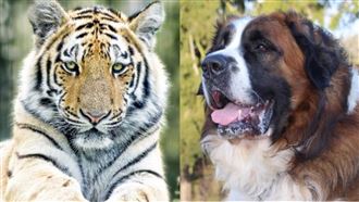 為啥世界上只有「大貓」，而沒「大狗」？