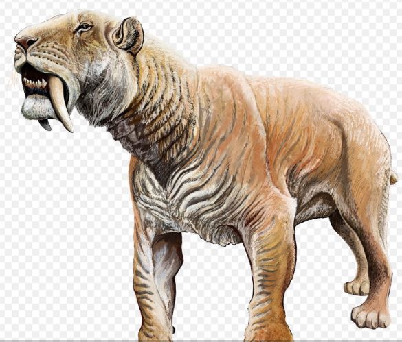 體重逾300公斤的劍齒虎。（圖／翻攝自維基百科）