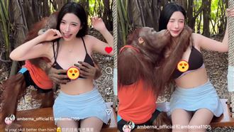 藍星蕾遭猩猩襲胸強吻！網羨慕：想當猴子