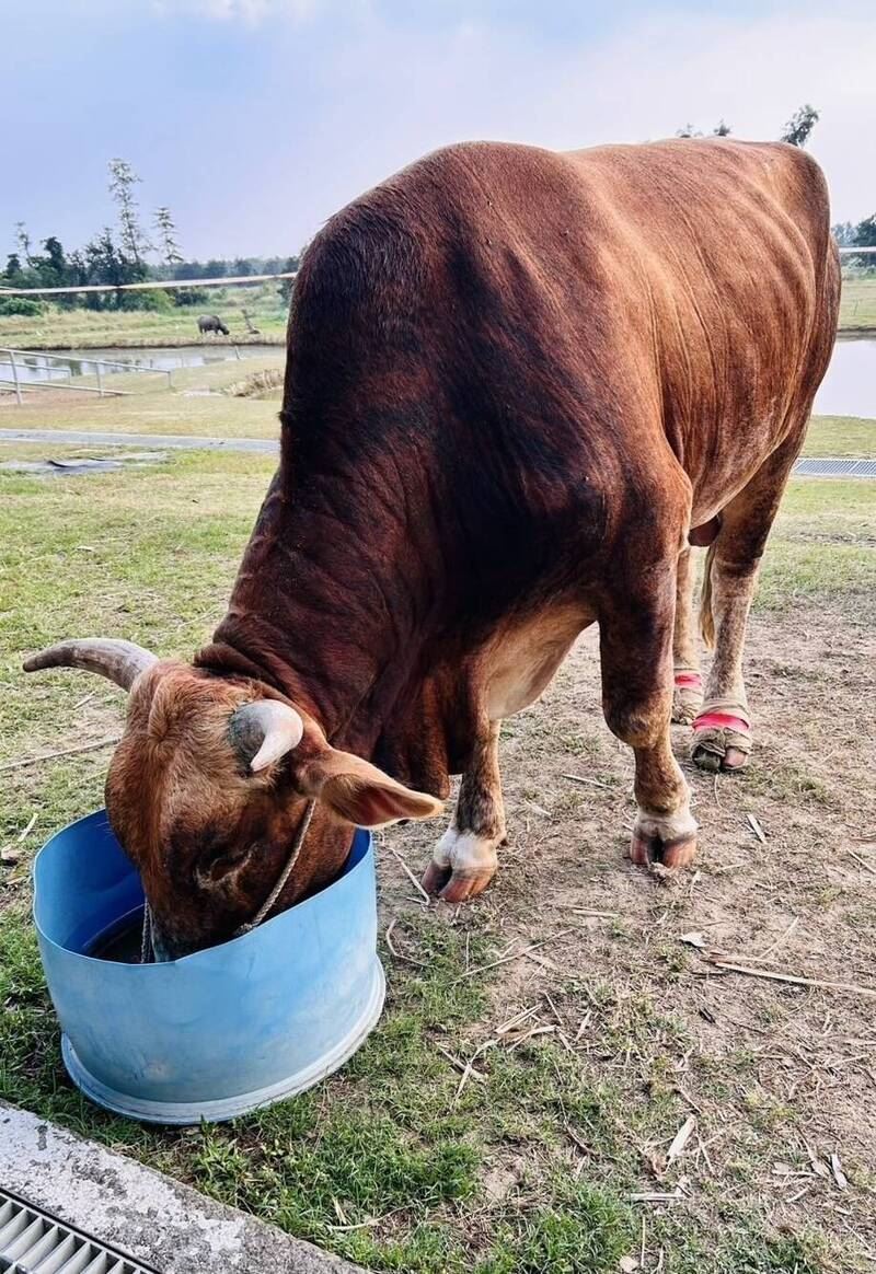 「南哞」目前近況跟一個月前的樣子差很多。(圖/翻攝畫面)