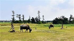 老牛的家,受虐,黃牛