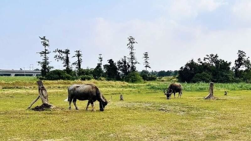 昔受虐拖拽全身傷!南投老牛近況曝光
