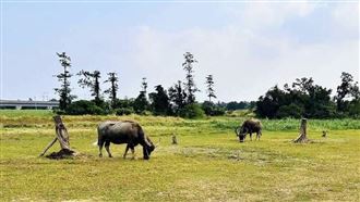 昔受虐拖拽全身傷！南投老牛近況曝光