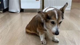 受虐柯基犬已被暫時安置於寵物旅館。（圖／台北市動保處提供）