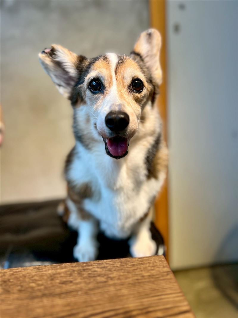 郭昱晴表示,柯基目前在動物醫院安置、沒有受傷。(圖/取自民進黨立委郭昱晴臉書)