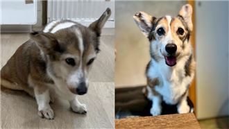 柯基挨打檢查曝！加盟主配偶盼接手照顧