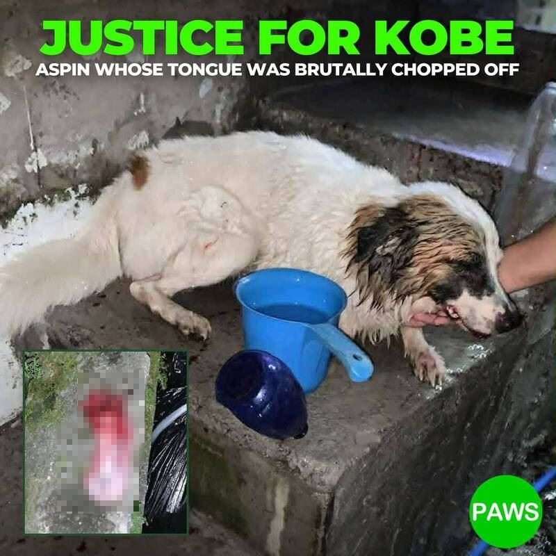 菲律賓米克斯遭割舌丟棄街上，社會福利部長個人懸賞10萬披索（約新台幣5萬2800元）緝凶。（圖／擷取自Philippine Animal Welfare Society 臉書）