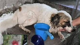 菲狗遭割舌引公憤　社福部長懸賞5萬緝凶