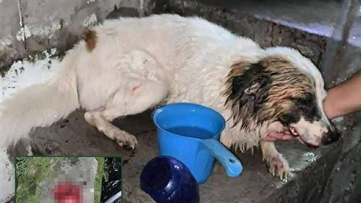 菲狗遭割舌引公憤　社福部長懸賞5萬緝凶