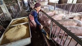 行政院拍板116年起全面禁廚餘養豬（2）行政院院會4日通過「因應非洲豬瘟之廚餘養豬政策調整及廚餘去化」報告，預告將全面禁用廚餘養豬，但也訂出緩衝期，民國115年為轉型最後一年期限，也將給選擇直接轉型飼料餵養的豬農飼料補助金。圖為高雄豬農以飼料投餵養豬場內豬群。中央社記者董俊志攝　114年12月4日