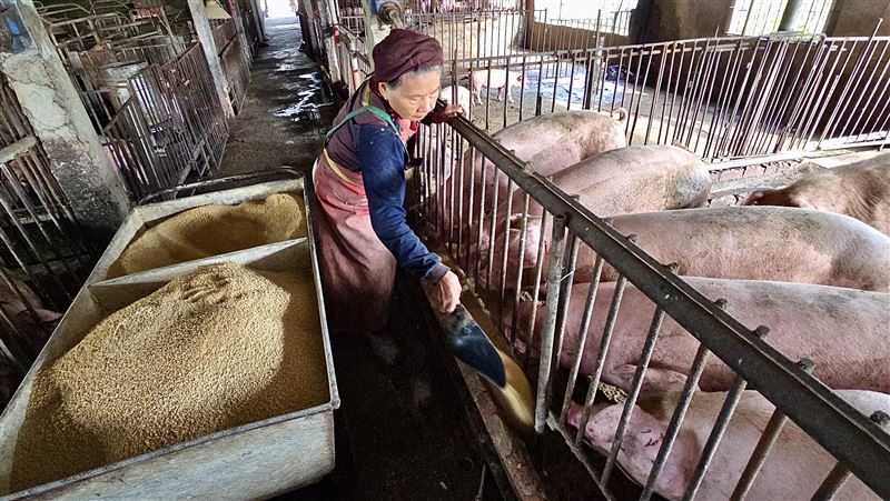 廚餘明年起禁養豬 北市日產126噸全堆肥