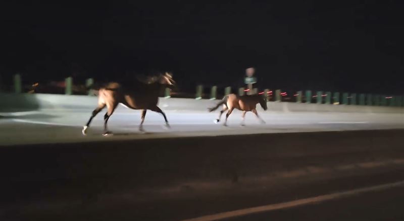 台61線苗栗後龍鎮路段發生馬匹亂入車禍,1匹馬遭撞擊當場死亡。(圖/翻攝後龍大小事臉書)