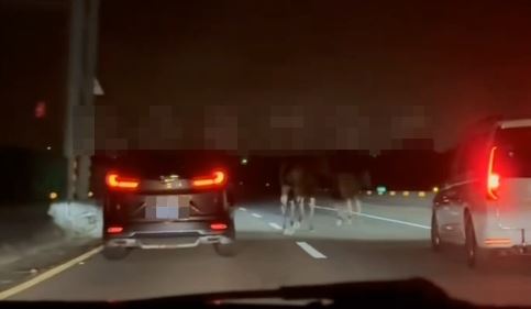 2匹馬在台61快速道上追逐奔跑,嚴重影響通行安全。(圖/翻攝黑色豪門企業)