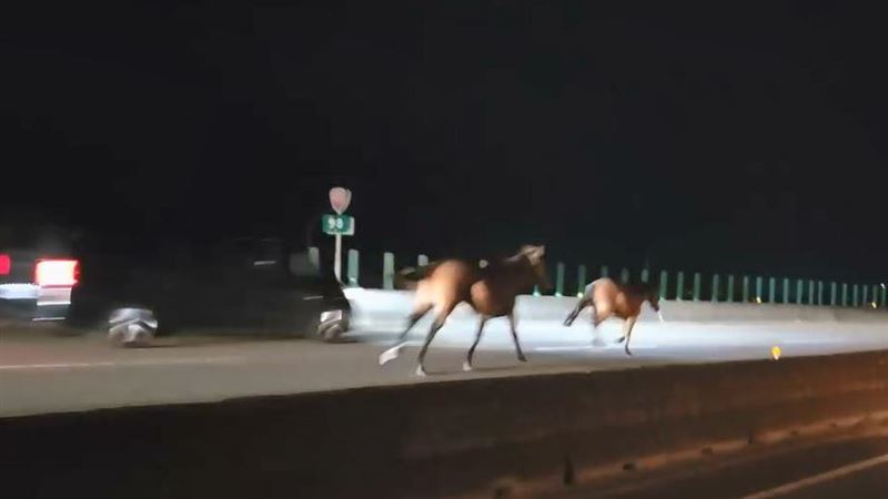 台61線「雙馬狂奔」被撞!1馬慘死血照曝