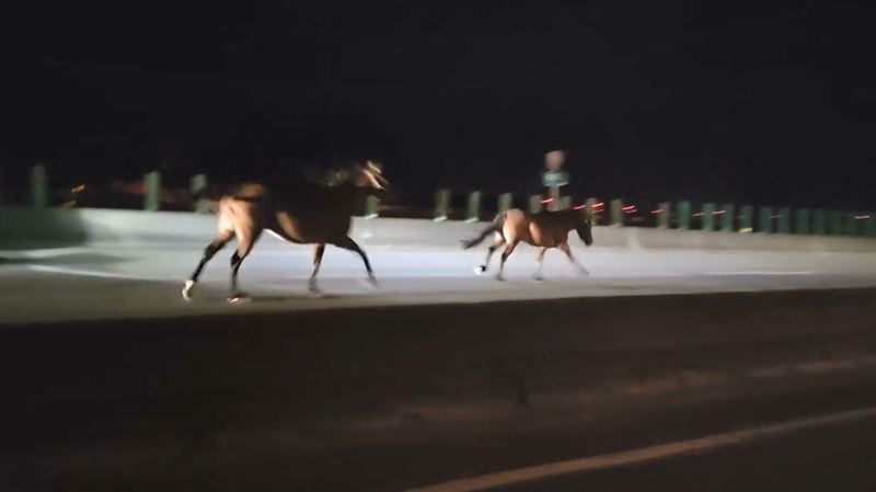 台61線苗栗後龍鎮路段發生馬匹撞擊車禍,造成1匹馬死亡、駕駛受傷。(圖/翻攝後龍大小事臉書)