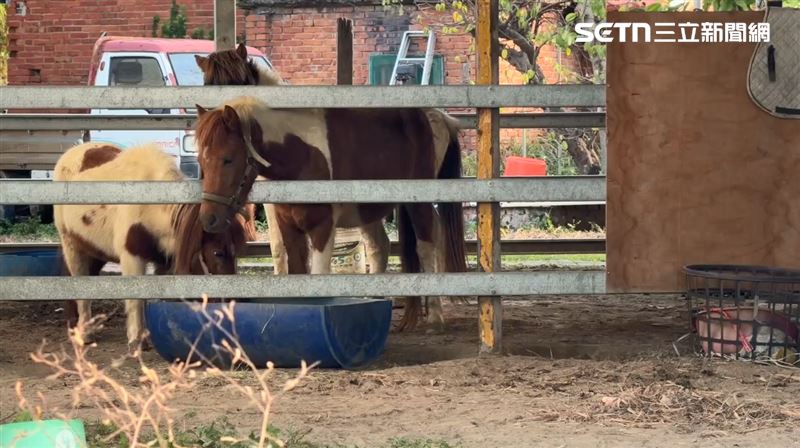 台61撞死馬!3月4馬亂跑…肇事馬場是累犯
