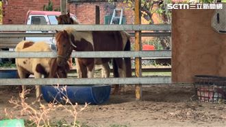 台61撞死馬！3月4馬亂跑…肇事馬場是累犯