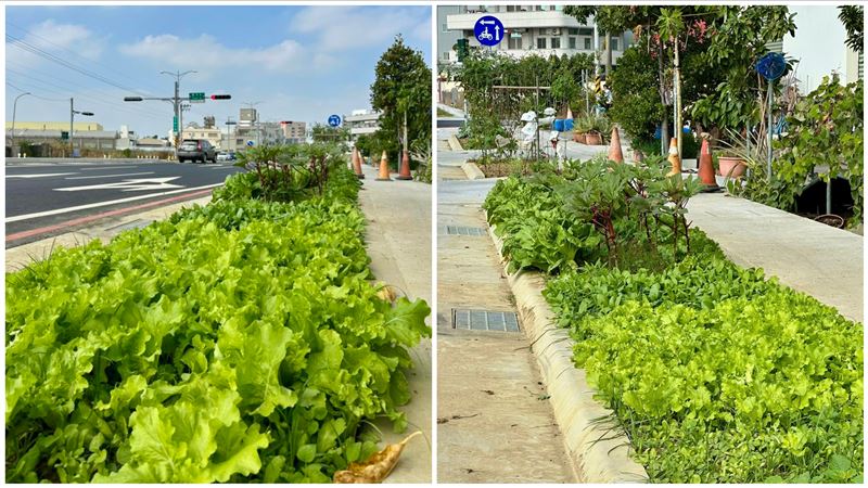 快採收!人行道綠帶成「開心農場」地點曝