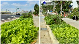 快採收！人行道綠帶成「開心農場」地點曝