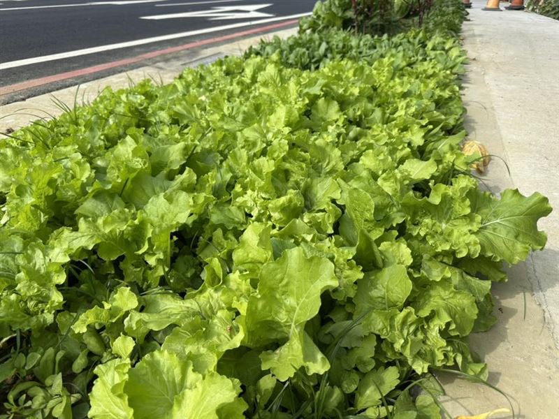 台南某處人行道綠帶上,竟然種滿了各式各樣的蔬菜,網友驚呼:這條路真好吃。(圖/翻攝台南式 Tainan Style臉書)