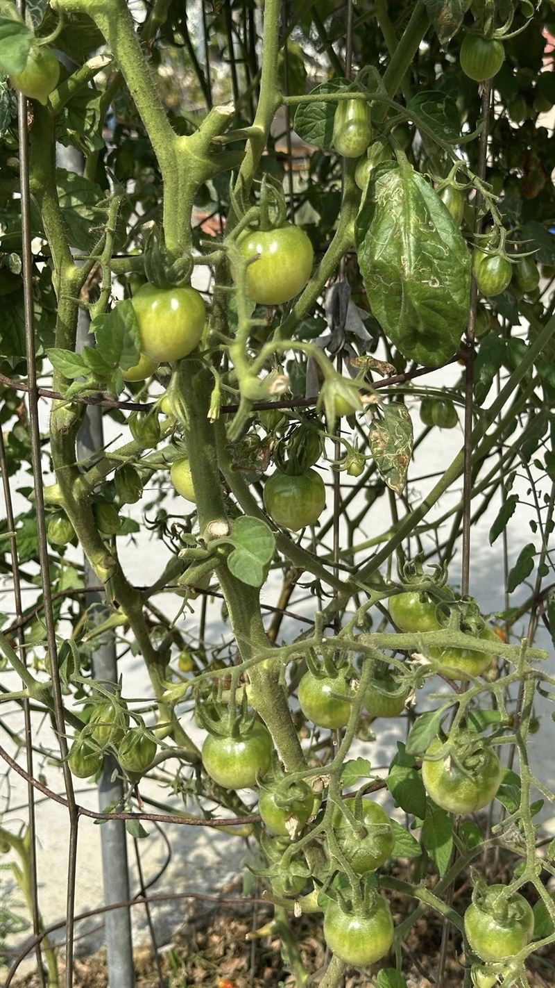 網友看到人行道綠帶上的植物驚呼「種得真好」,不過台南市工務局表示,將公告限期移除。(圖/翻攝台南式 Tainan Style臉書)