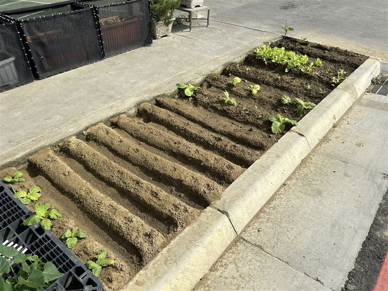 永康區新開闢的正南三路,道路工程還沒驗收完成,因此植栽工程尚未進行施作,導致居民拿綠帶來種菜。(圖/翻攝台南式 Tainan Style臉書)