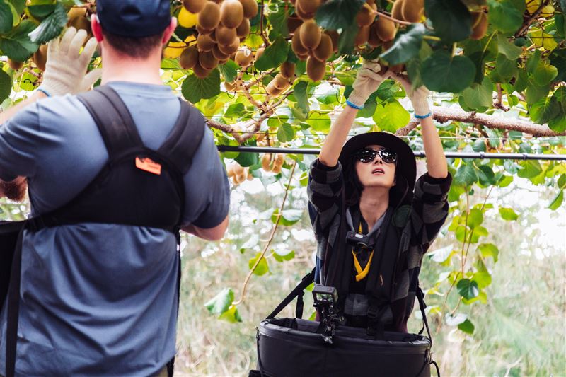 桂綸鎂全副武裝摘奇異果。(圖/出去一下提供)