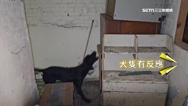 搜救犬進行實戰訓練