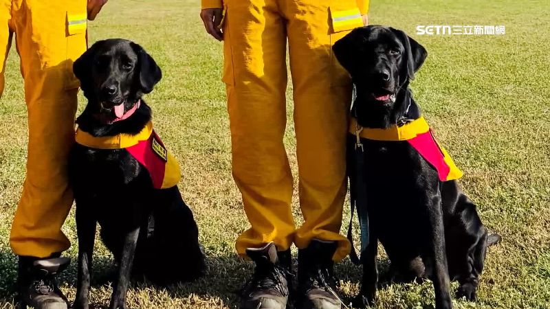 再添國際認證搜救犬!拉布拉多兄妹秀實力