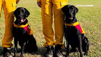 再添國際認證搜救犬！拉布拉多兄妹秀實力