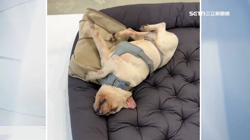 狗狗在睡夢中奔跑