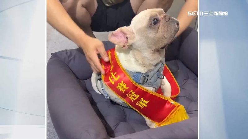 直接睡成寵物睡覺比賽冠軍