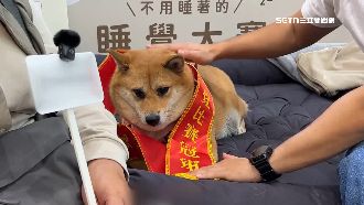 高雄寵物睡覺大賽　考驗毛小孩「穩定度」