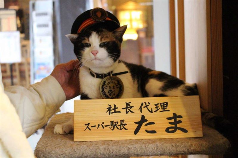 和歌山縣紀之川市的貴志站舉行社葬儀式,貓站長遺像擺設於站內供人悼念。(圖/翻攝自X@ekichoTAMA)